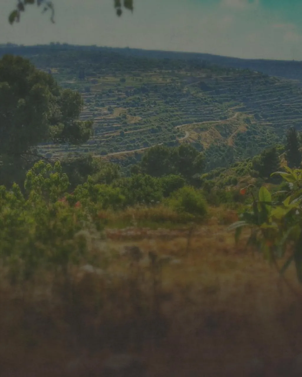 The hills above Al-Makhrour, where Israeli settlements expanded toward the valley