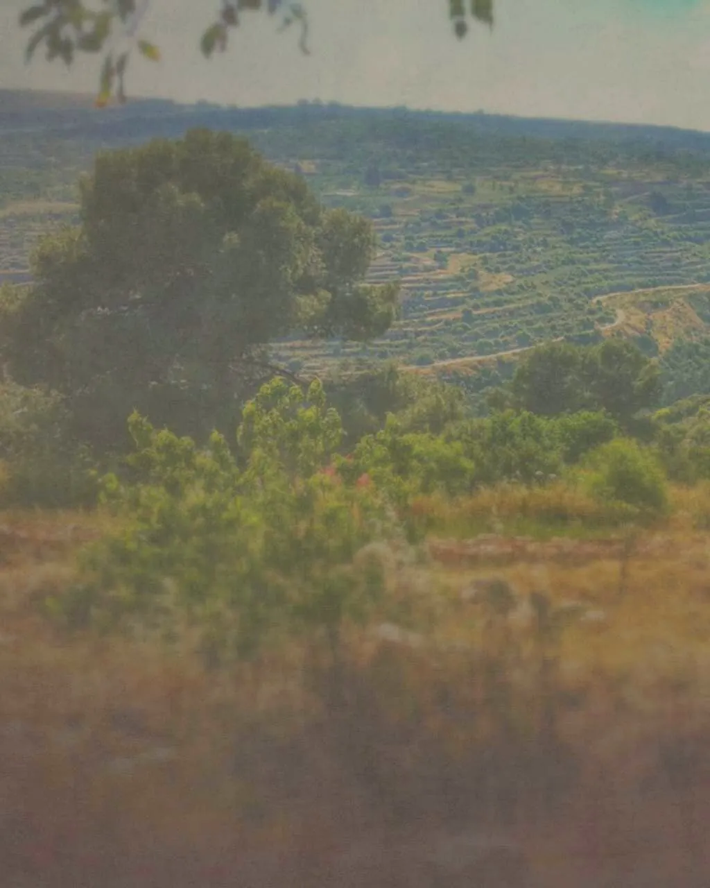 Olive trees on the ancient farming terraces of the Al-Makhrour valley near Bethlehem